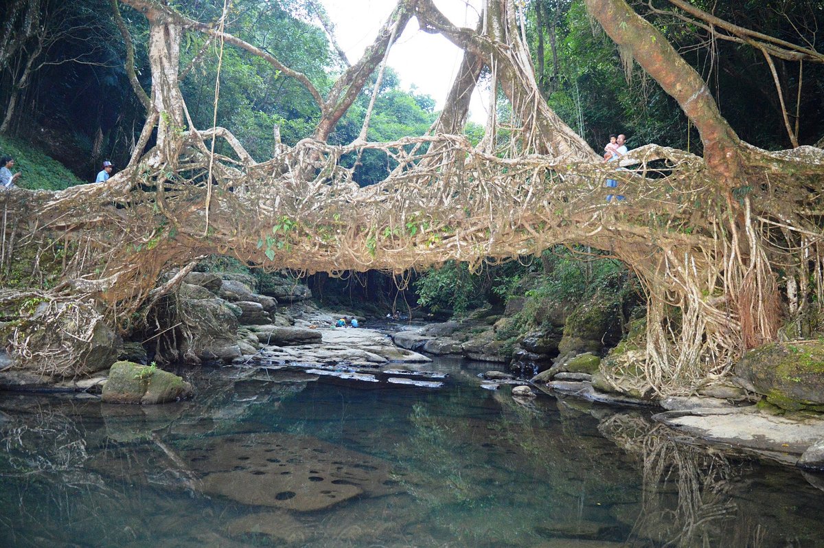 Living Root Bridge